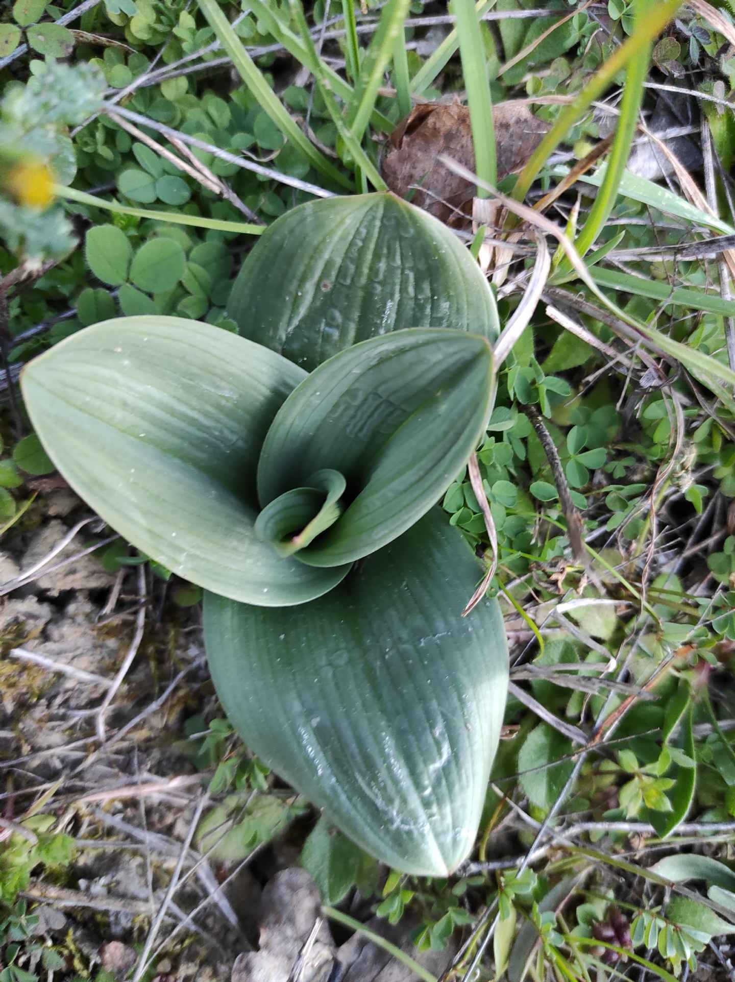 Identificazione rosette basali